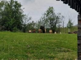 Niedźwiedź dostrzeżony blisko Rzeszowa. Gminy reagują błyskawicznie