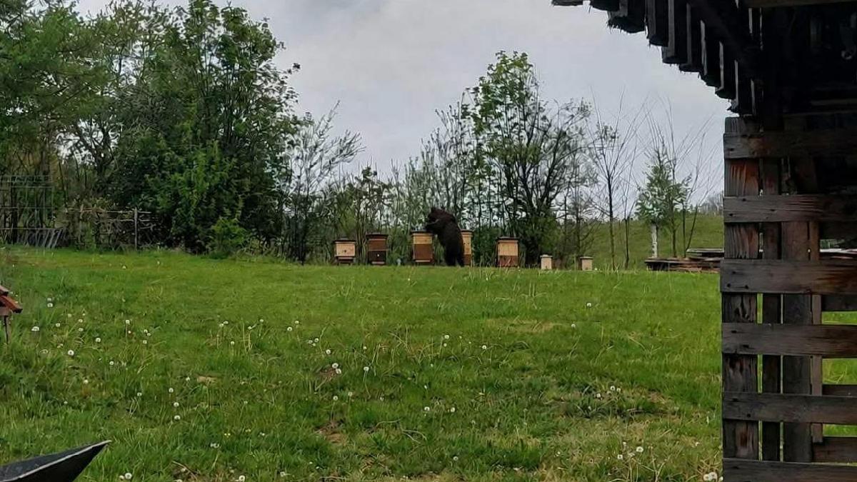 Niedźwiedź dostrzeżony blisko Rzeszowa. Gminy reagują błyskawicznie