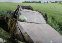 bmw okorowanie drzewa