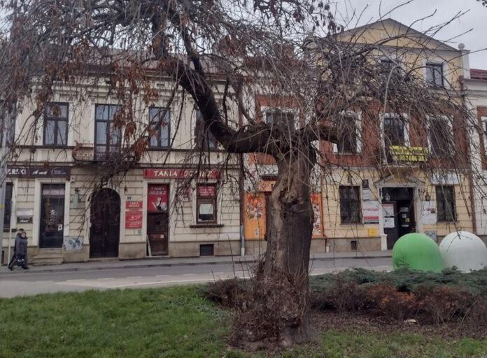 drzewa-rzeszow0