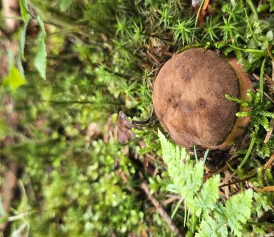 Gorączka czerwcowych zbiorów. Grzyby opanowały Podkarpacie?