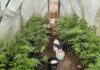 marihuana podkarpacie