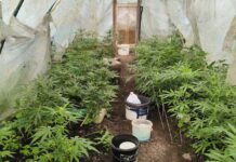 marihuana podkarpacie