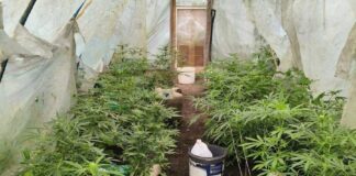 Szklarnia pełna konopi i 200 litrów zacieru. Dywersyfikacja biznesu: wersja podkarpacka marihuana podkarpacie