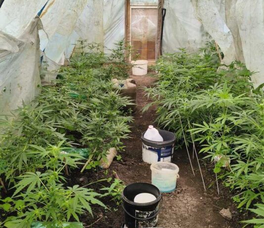 marihuana podkarpacie