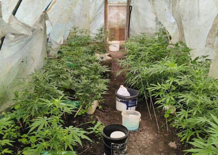 hodowal-marihuana-02 marihuana podkarpacie