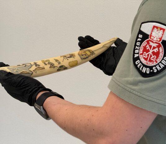 Skarb w bagażu 66-latki. Grawerowane kły morsa mogą być warte dziesiątki tysięcy euro kły morsa przemyt