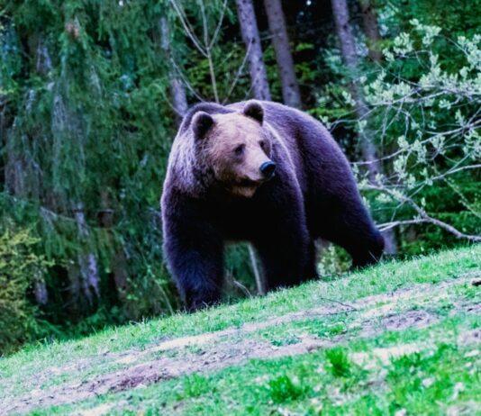 Niedźwiedzie podchodzą do domostw. Gmina zezwala na użycie petard, klaksonów i pistoletów hukowych