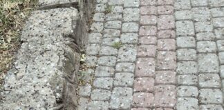 ptaki na os. Pułaskiego