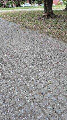 ptaki na os. Pułaskiego