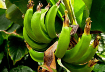 Tropikalna niespodzianka w Łańcucie. Ogrodnicy świętują spektakularne owocowanie bananowca bananowiec