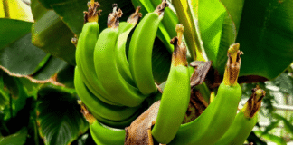 bananowiec