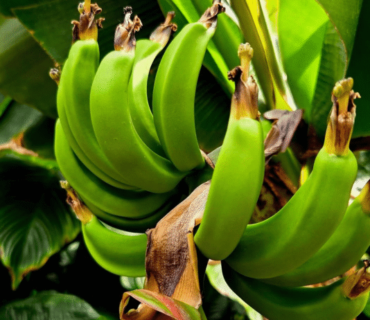 bananowiec