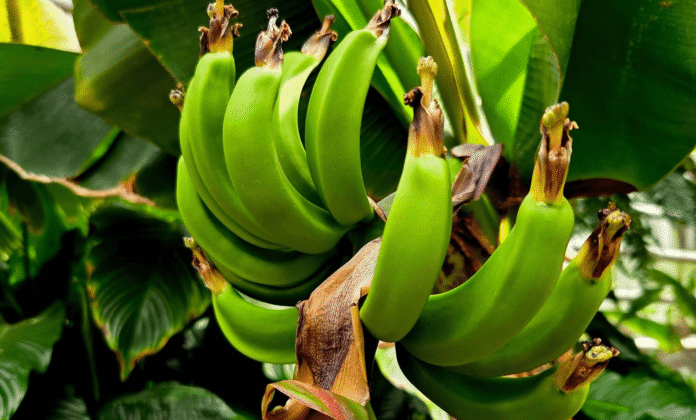 bananowiec