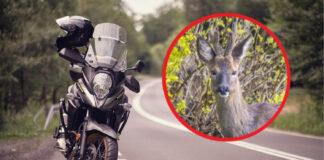Groźna sytuacja na DK77 na Podkarpaciu. Motocyklista zderzył się z sarną