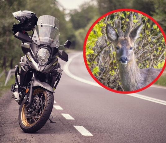 Groźna sytuacja na DK77 na Podkarpaciu. Motocyklista zderzył się z sarną