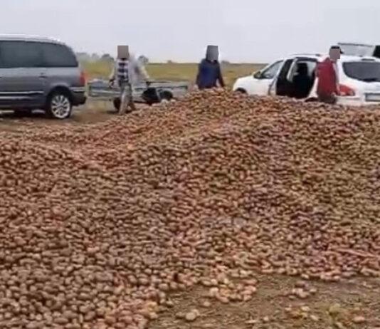 150 ton ziemniaków zniknęło z pola przez plotkę. Prokuratura umorzyła śledztwo, ale to nie koniec