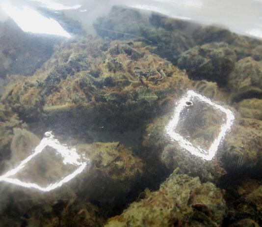 marihuana