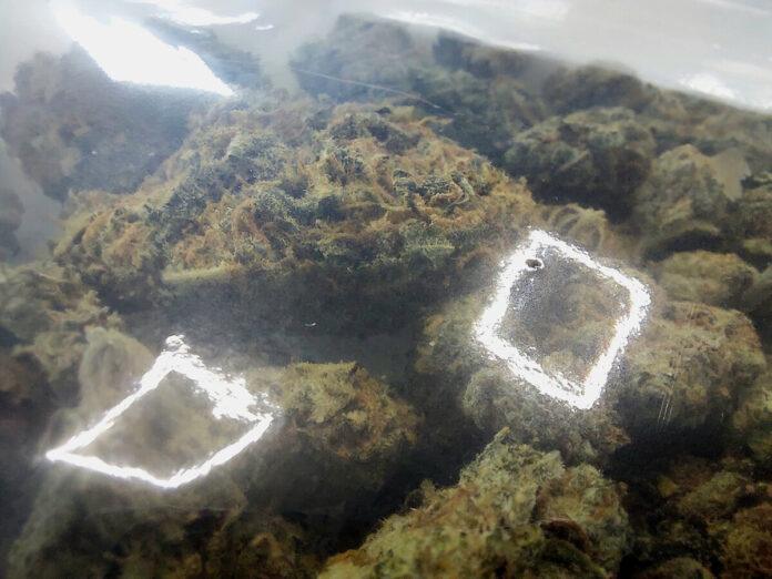 KPP Jasło 1 marihuana