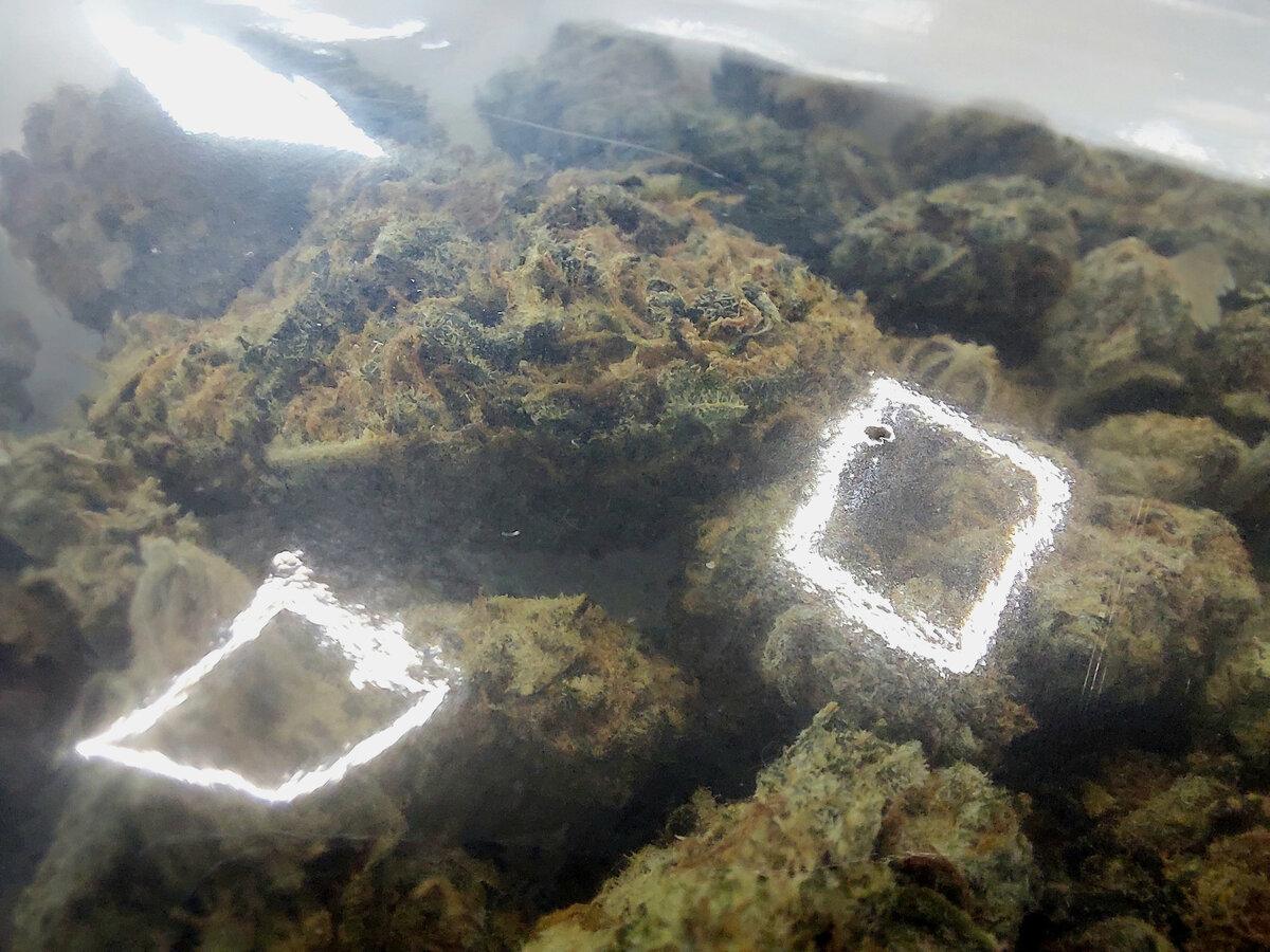 marihuana