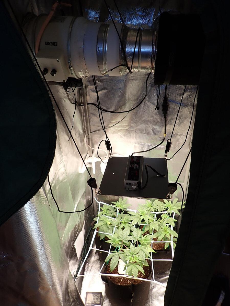 marihuana