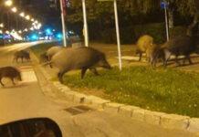 Zderzenie sześciu samochodów ze stadem 14 dzików. DK77 na Podkarpaciu zablokowana