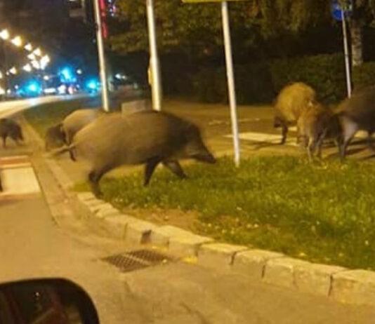 Zderzenie sześciu samochodów ze stadem 14 dzików. DK77 na Podkarpaciu zablokowana