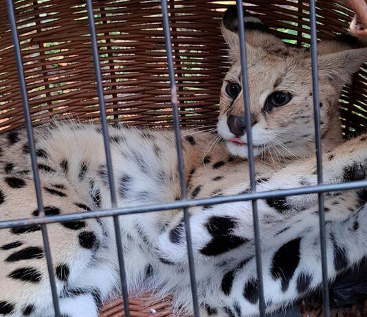Podkarpackie safari. Serwal nawiał z hodowli, ale skończył na drzewie